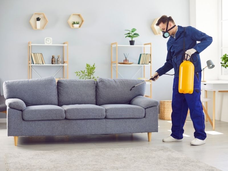 désinsectisation_apestia